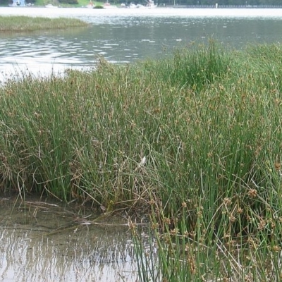 Cyperus laevigatus