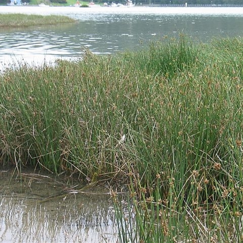 Jackie Miles, Wagonga Inlet