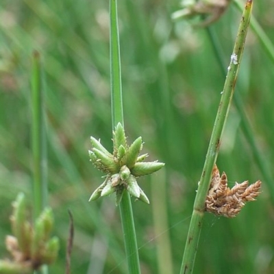 Cyperus laevigatus