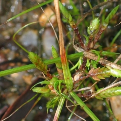 Cyperus laevis