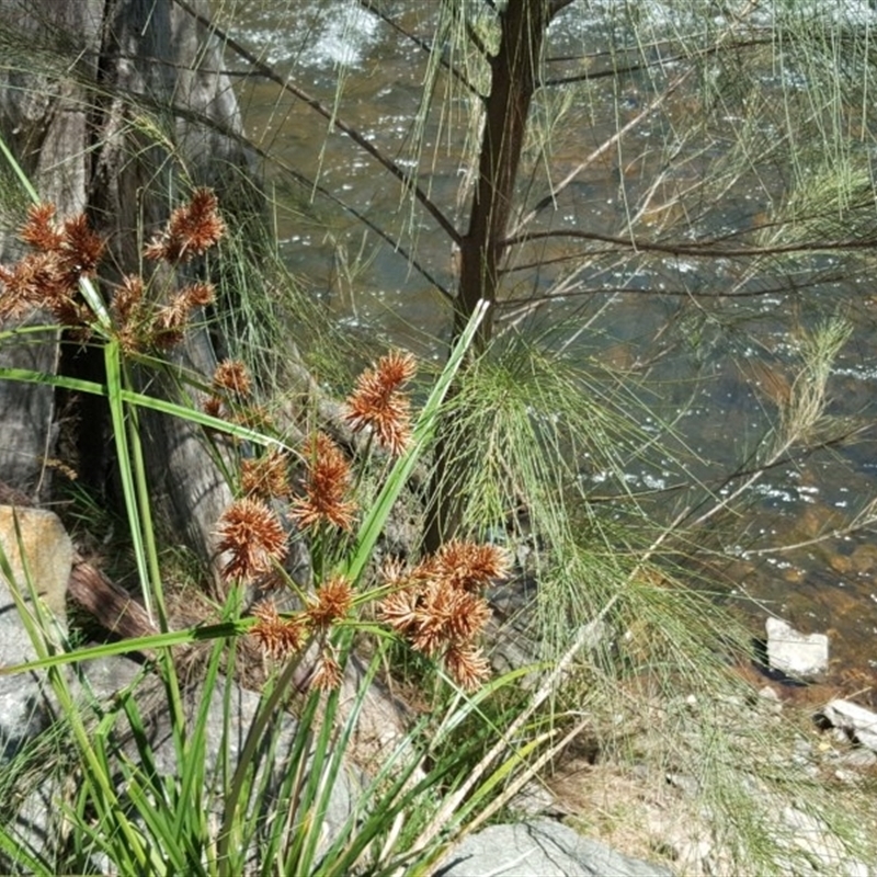 Cyperus lucidus