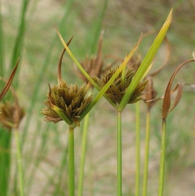 Cyperus polystachyos