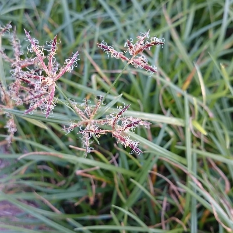 Cyperus rotundus