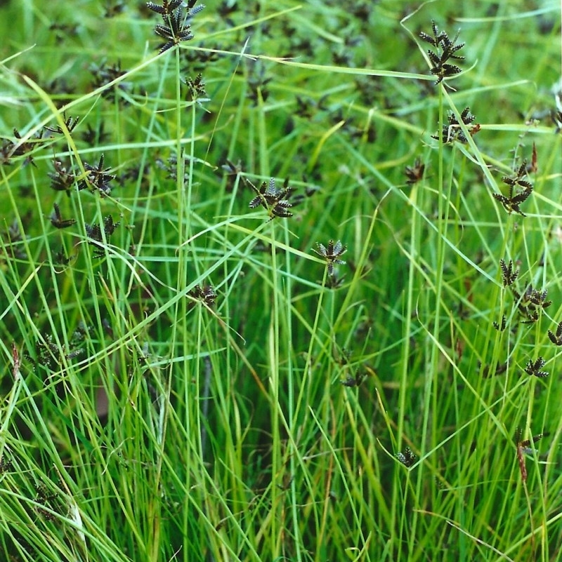 Cyperus sanguinolentus