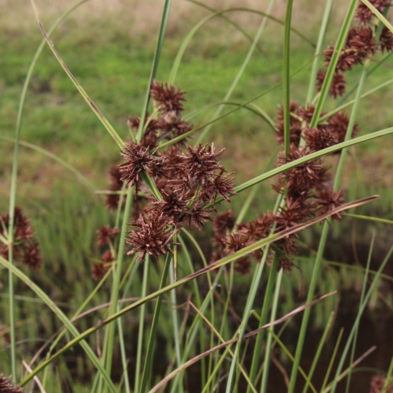 Cyperus sp.