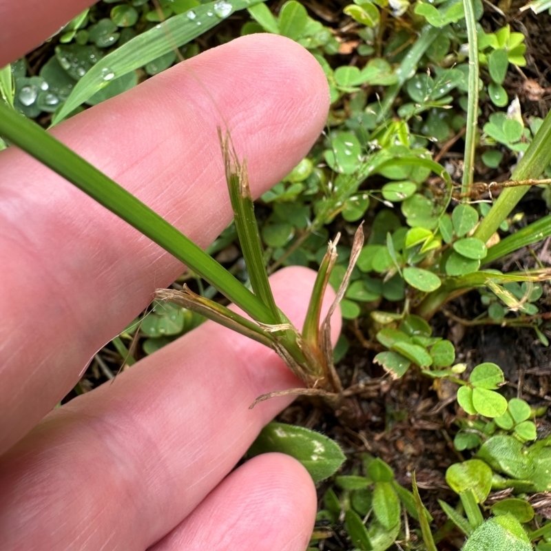 Cyperus sphacelatus