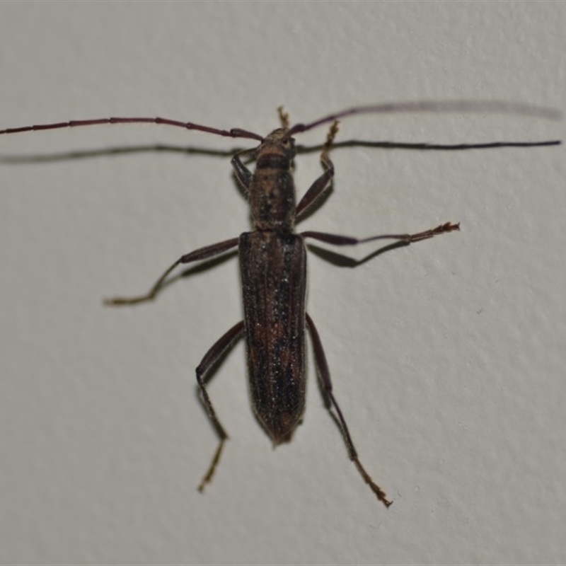 Aesiotyche favosa