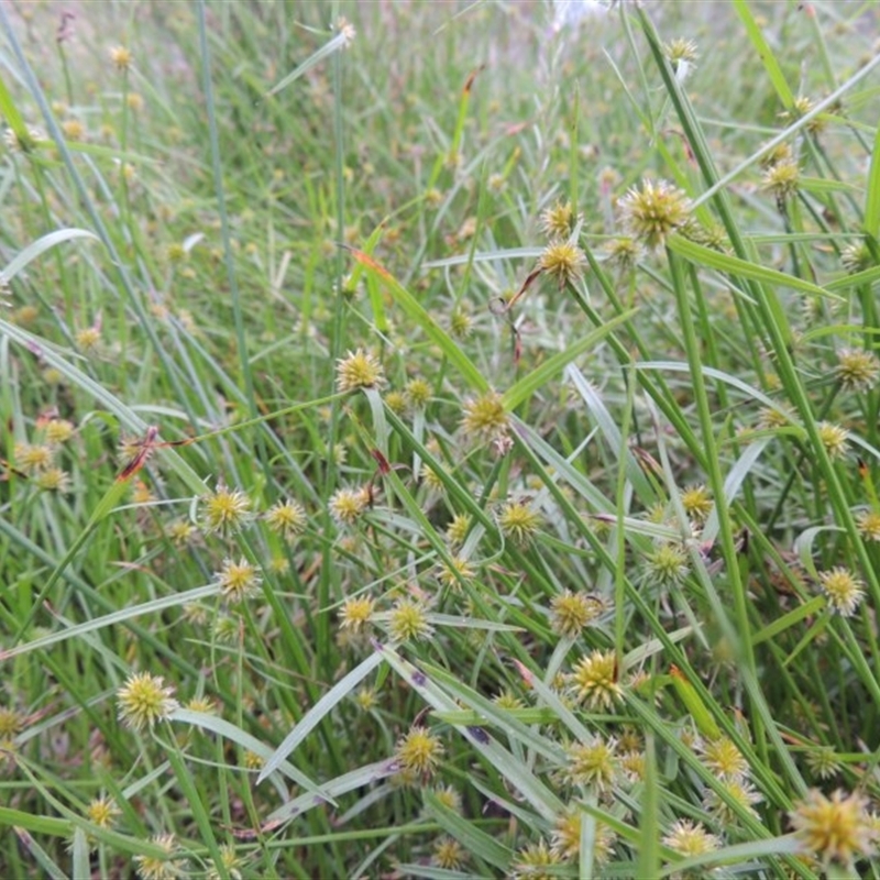 Cyperus sphaeroideus