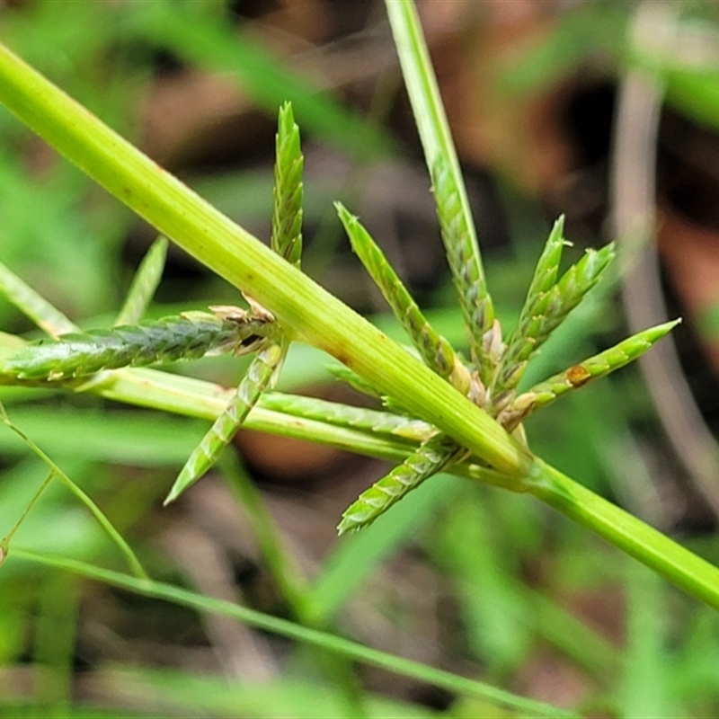 Cyperus trinervis