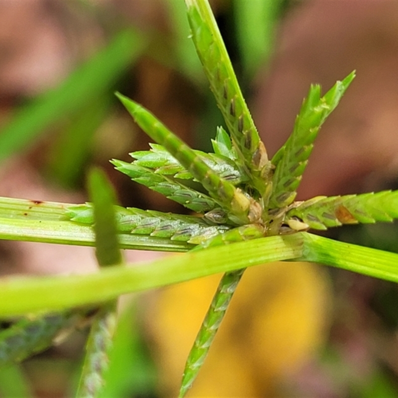 Cyperus trinervis