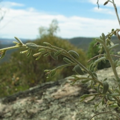 Cyphanthera albicans var. albicans