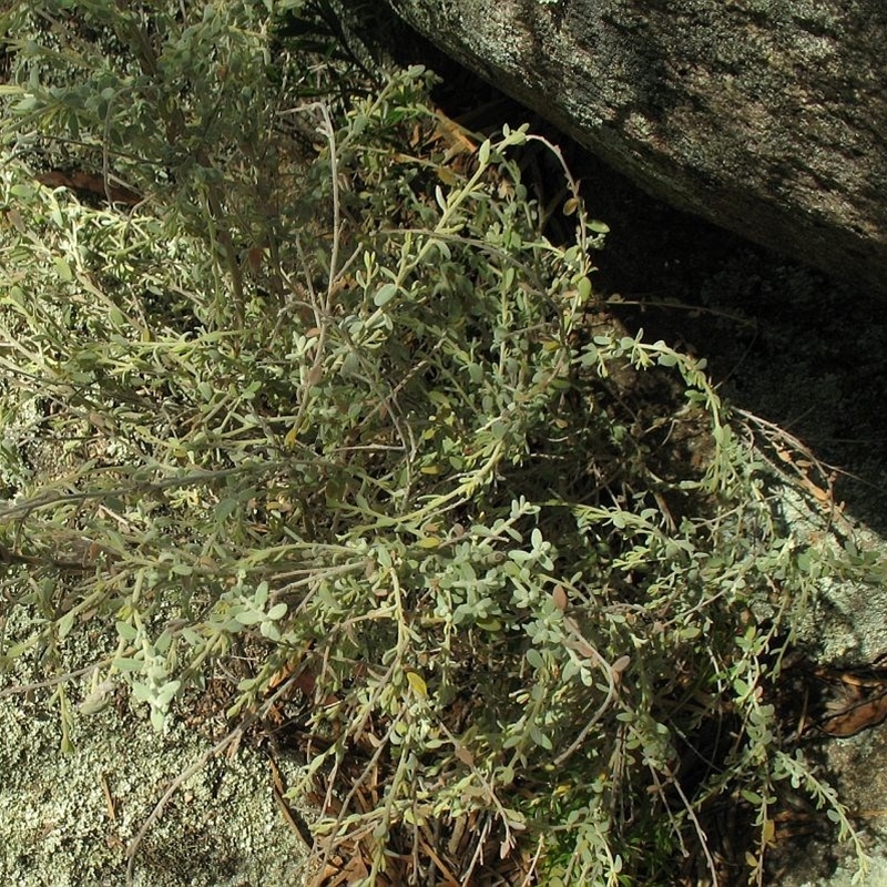 Cyphanthera albicans var. albicans