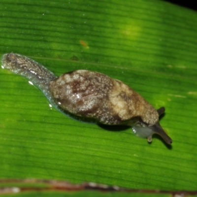 Cystopelta sp. (genus)