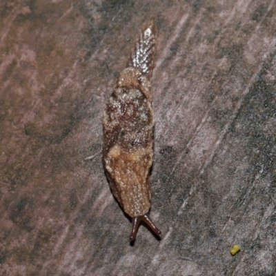 Cystopelta sp. (genus)
