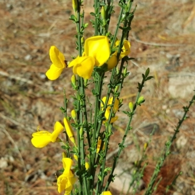 Cytisus scoparius subsp. scoparius