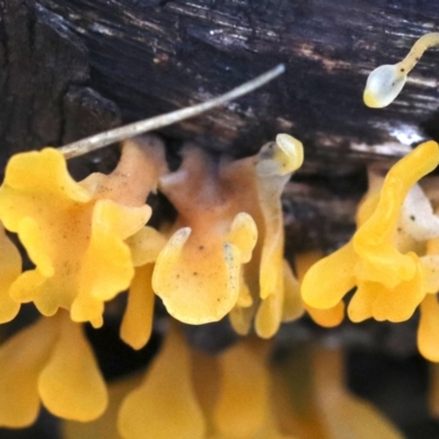 Dacryopinax spathularia