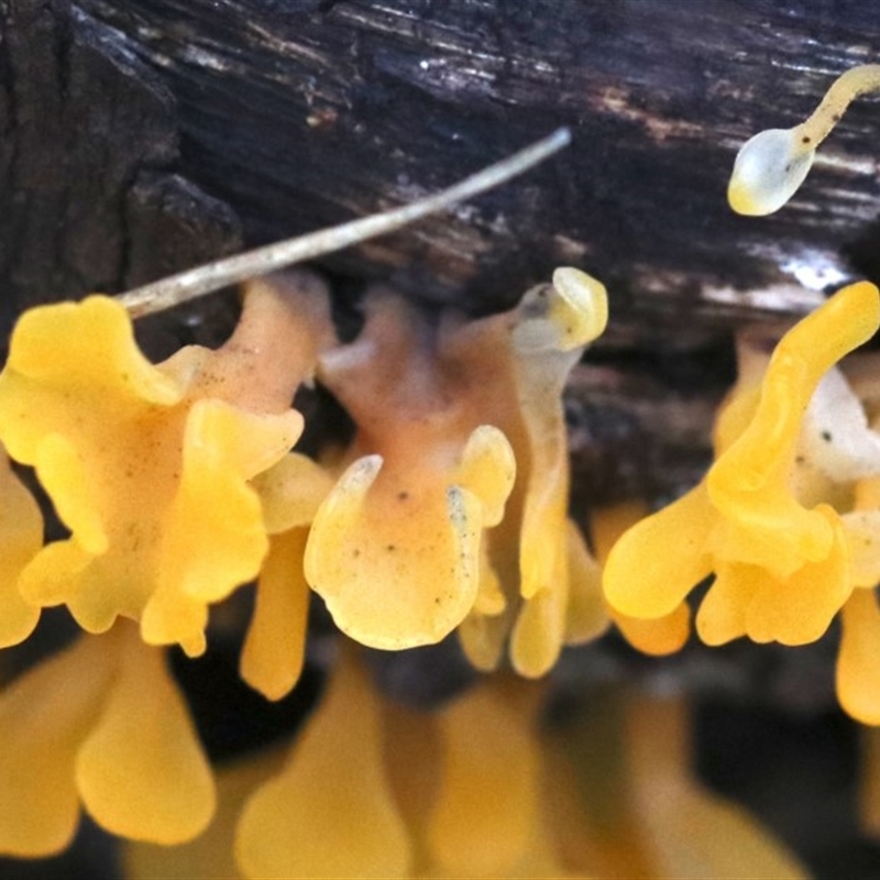 Dacryopinax spathularia