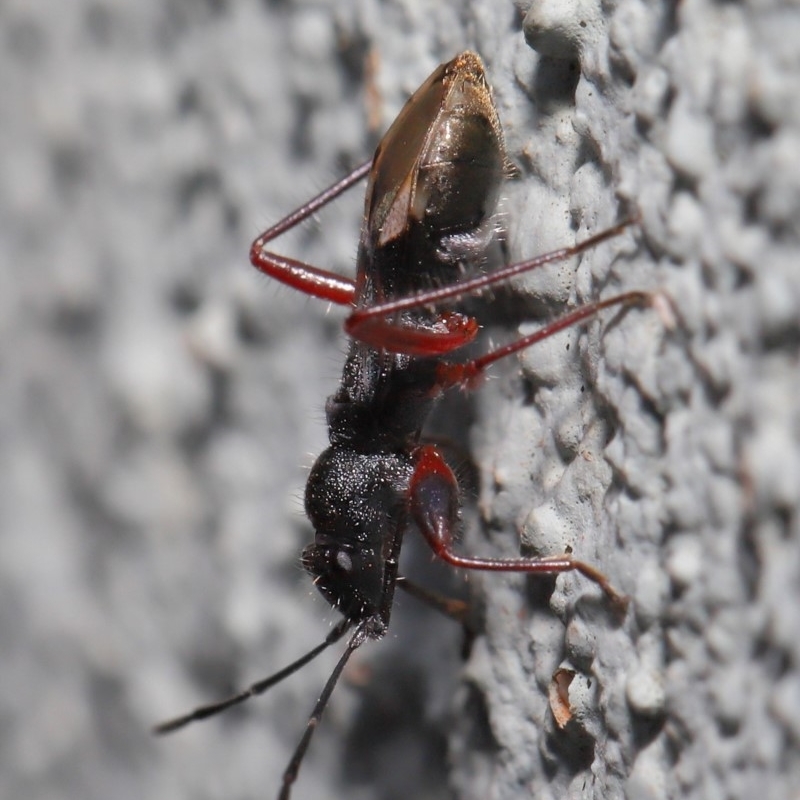 Daerlac cephalotes