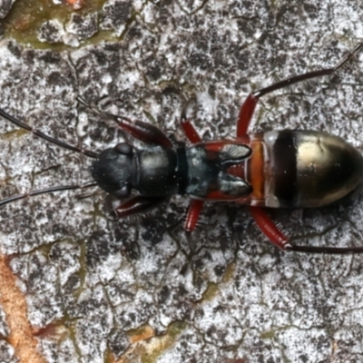 Daerlac cephalotes