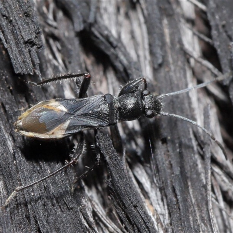 Daerlac nigricans