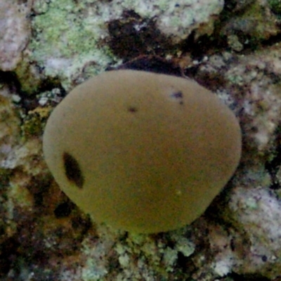 Daldinia concentrica