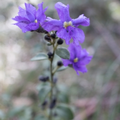 Dampiera purpurea