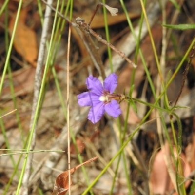 Dampiera sp.