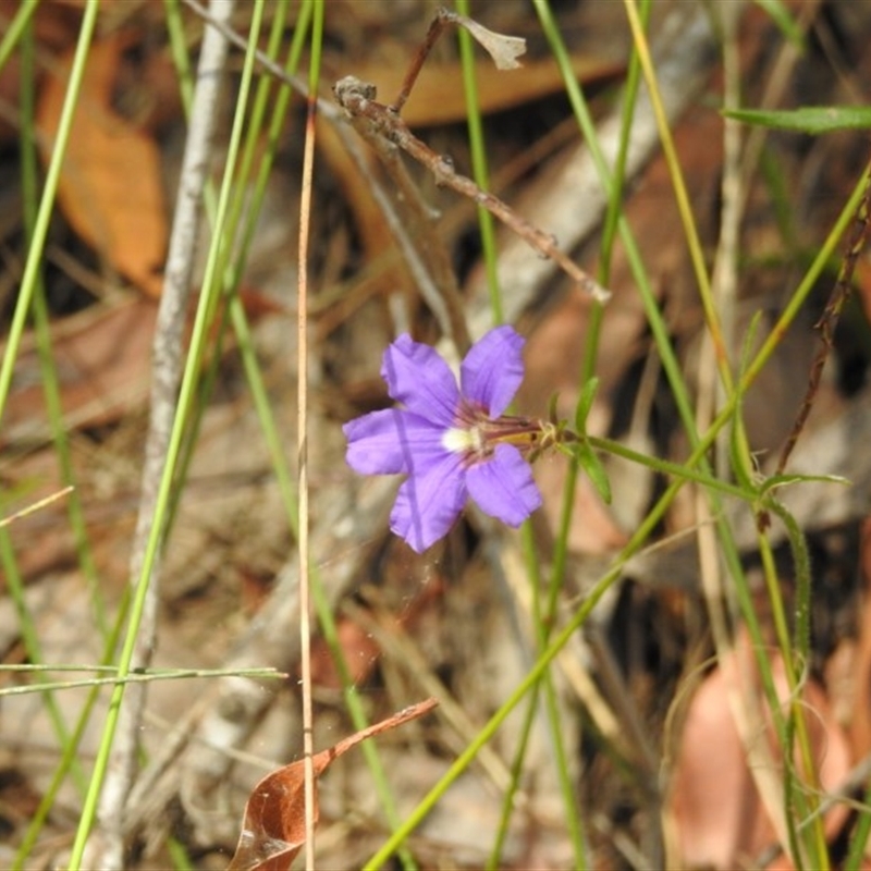 Dampiera sp.