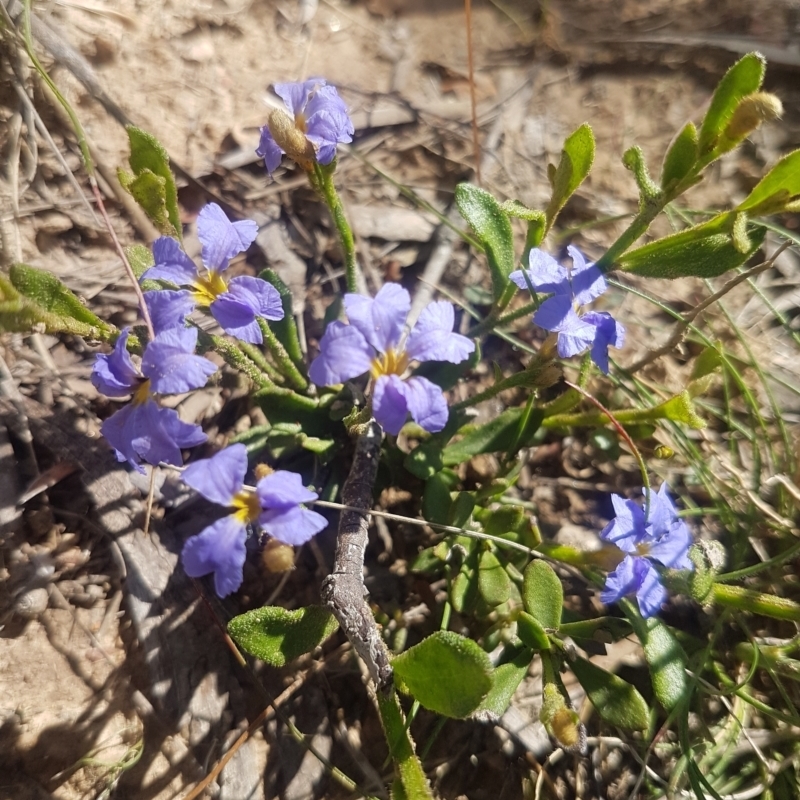 Dampiera stricta