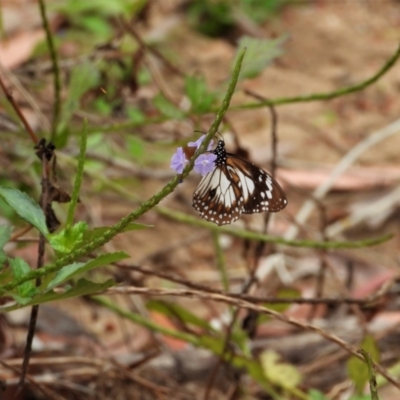 Danaus affinis