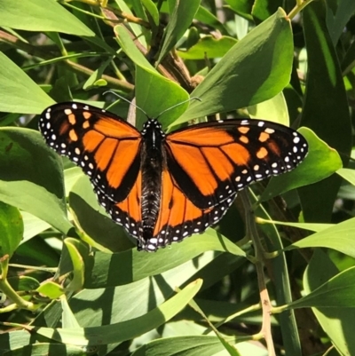 Danaus plexippus