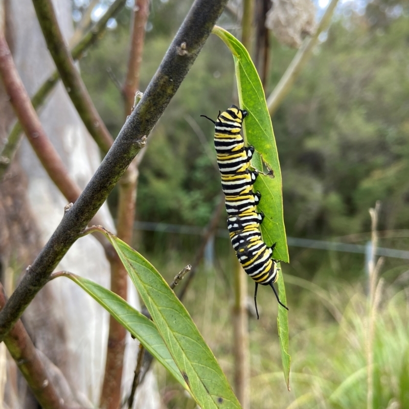 Danaus plexippus