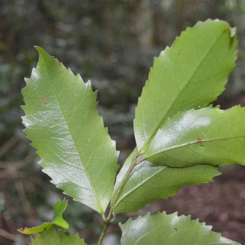 Daphnandra johnsonii