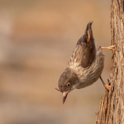 Daphoenositta chrysoptera