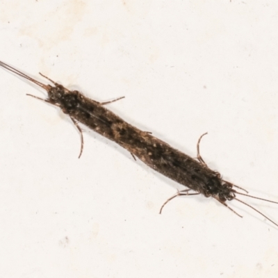 Agapetus sp. (genus)