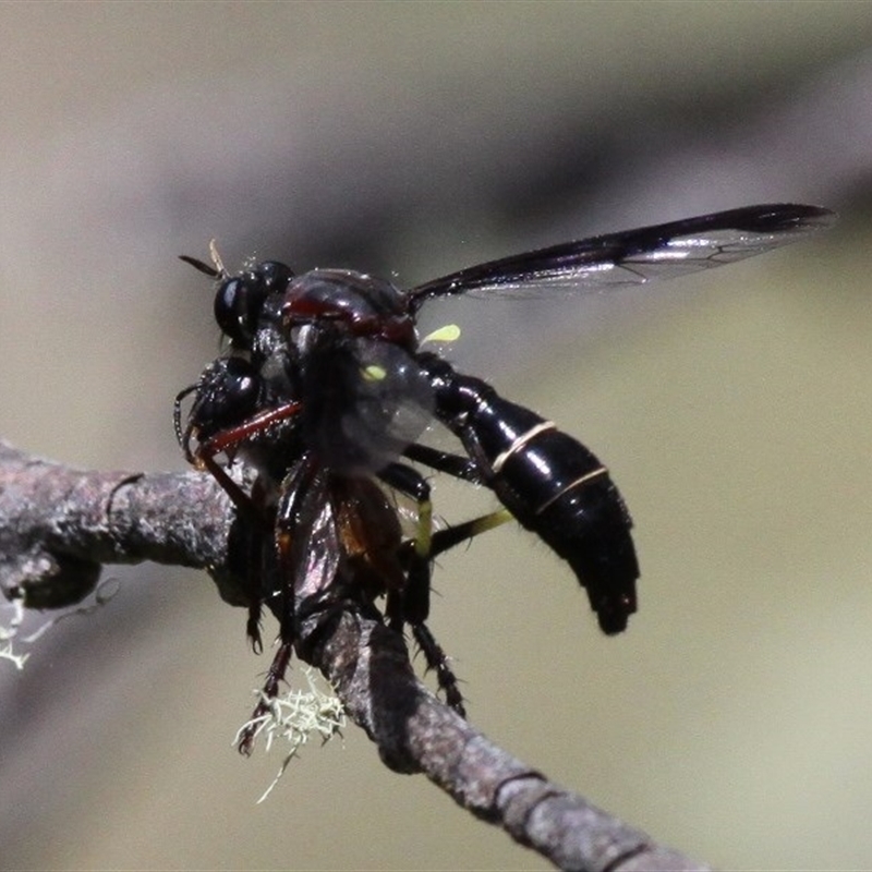 Daptolestes limbipennis