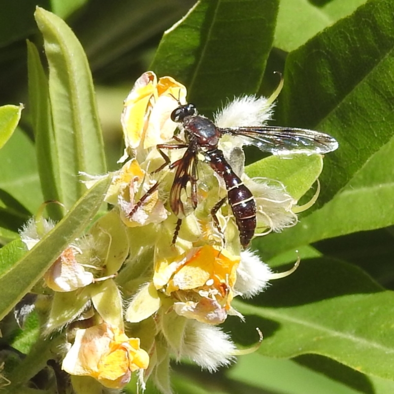 Daptolestes sp. (genus)