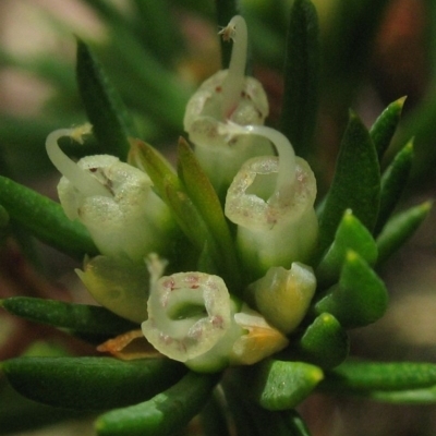 Darwinia camptostylis