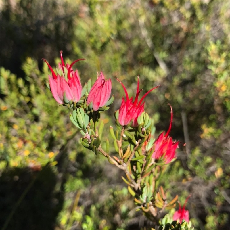 Darwinia taxifolia subsp. macrolaena