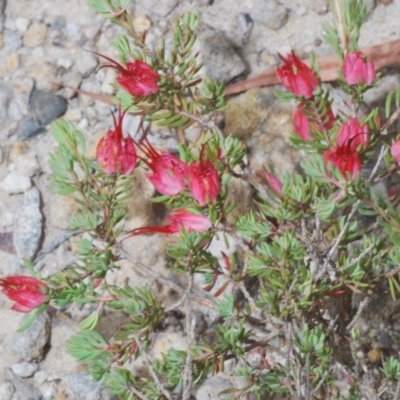 Darwinia taxifolia subsp. macrolaena