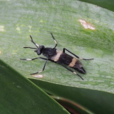 Agapophytus albobasalis