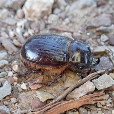 Dasygnathus sp. (genus)