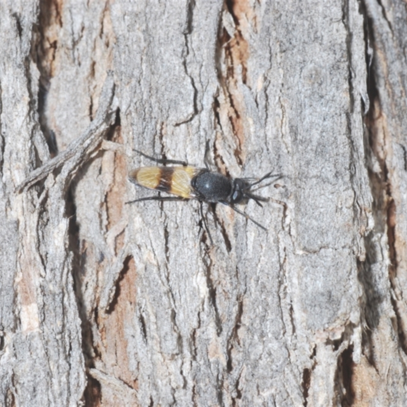 Agapophytus aterrimus