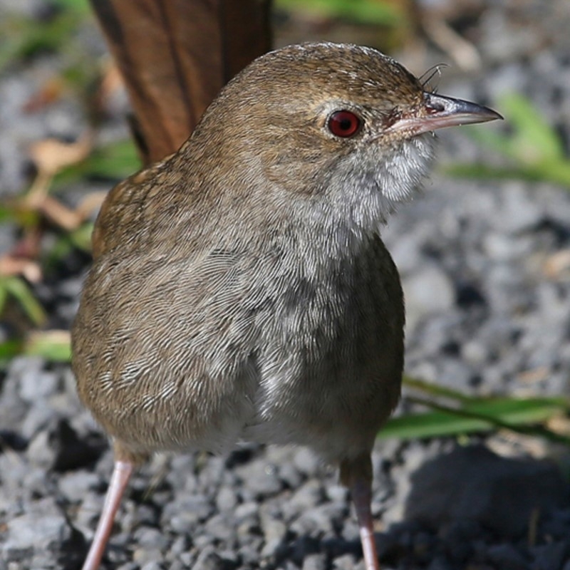 Dasyornis brachypterus