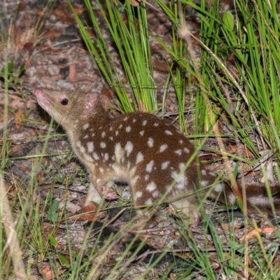 Dasyurus maculatus