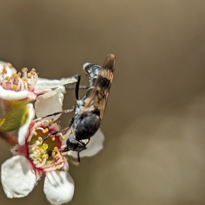 Agapophytus sp. (genus)