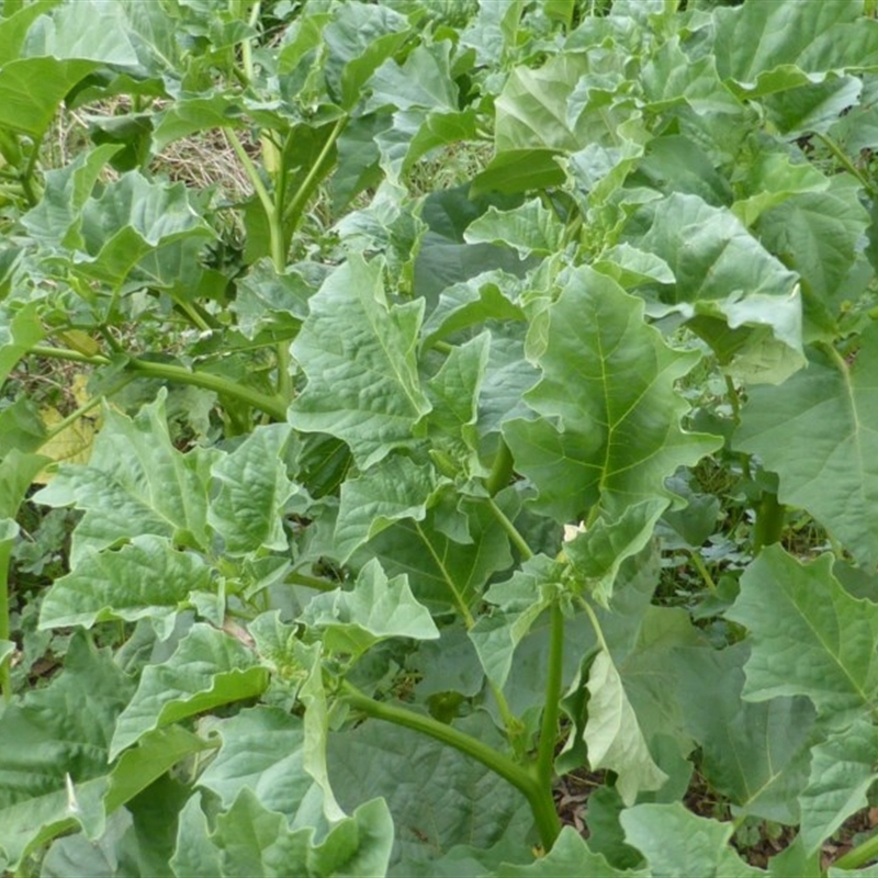 Datura ferox