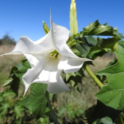 Datura stramonium