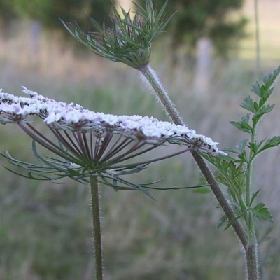 Daucus carota