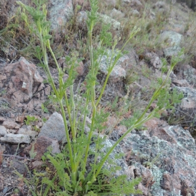 Daucus glochidiatus